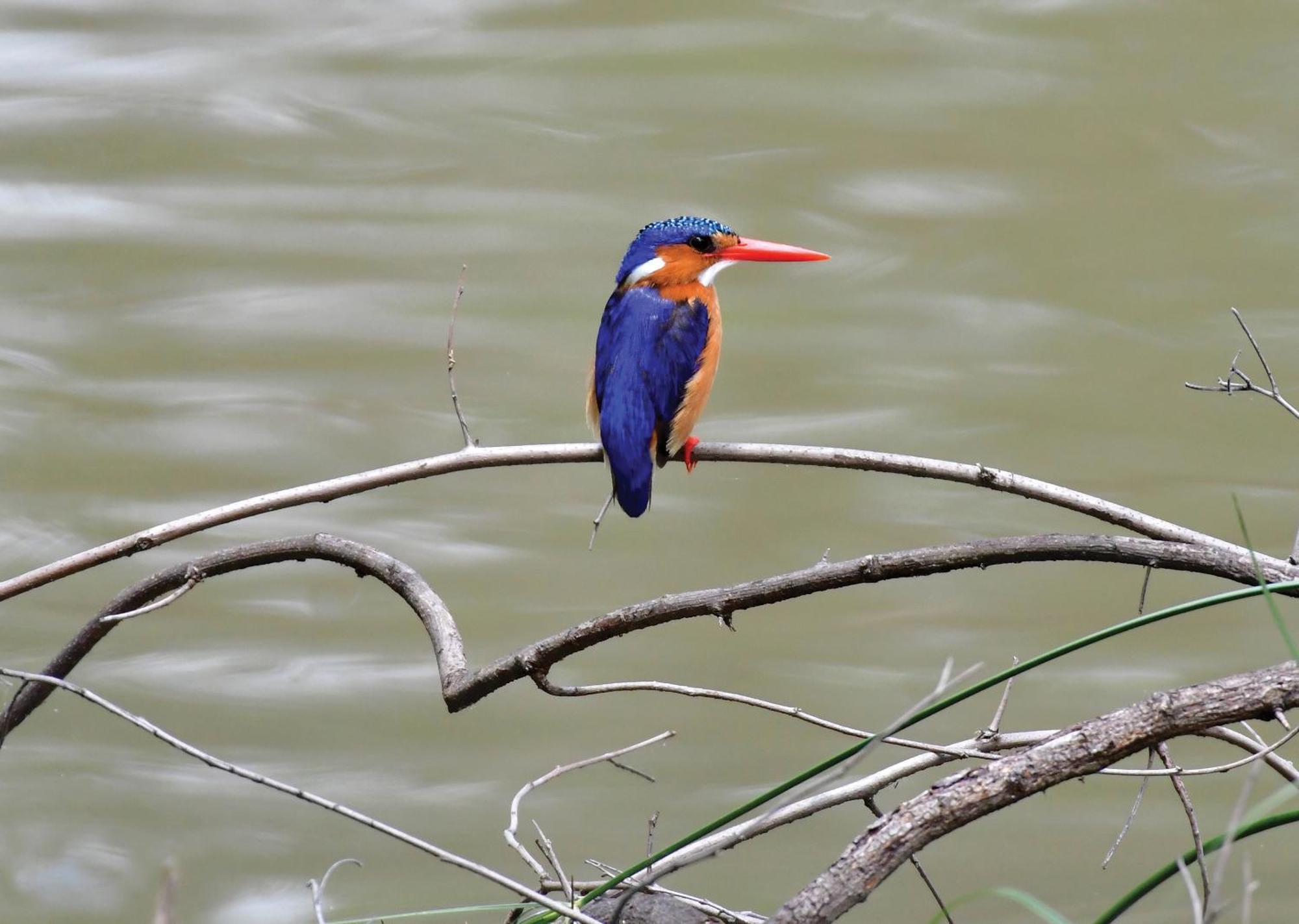Madikwe River Lodge By Dream Resorts Madikwe Wildreservaat Buitenkant foto