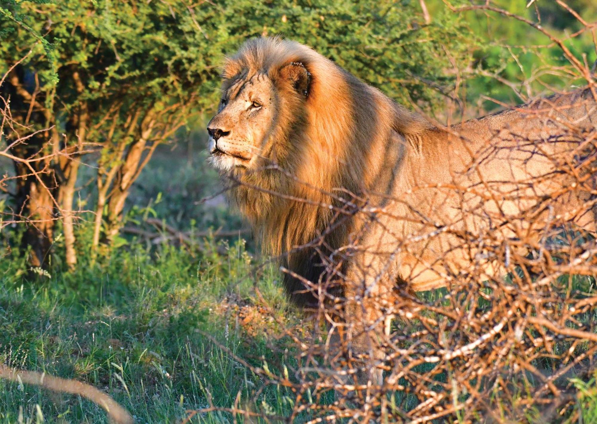 Madikwe River Lodge By Dream Resorts Madikwe Wildreservaat Buitenkant foto