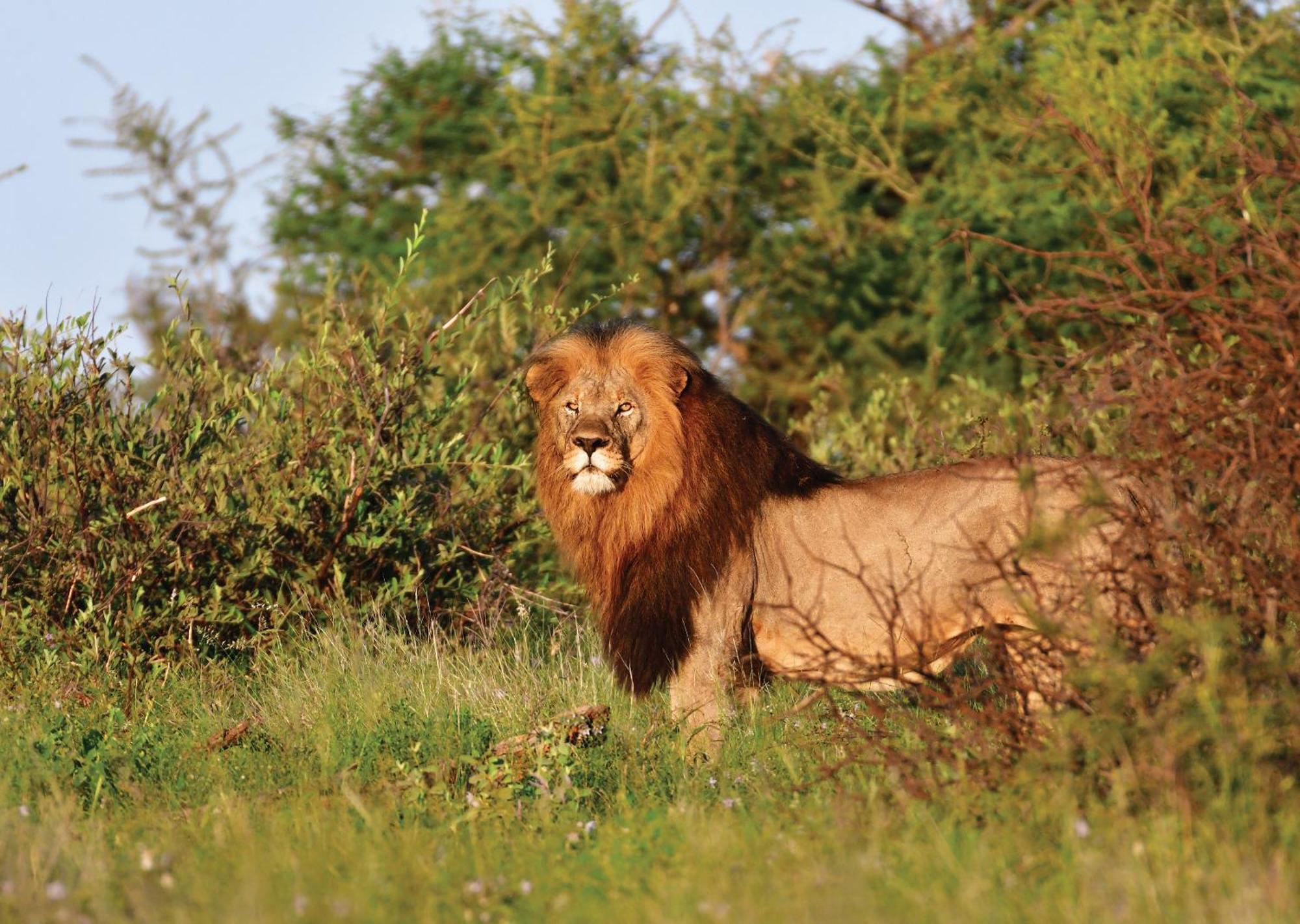 Madikwe River Lodge By Dream Resorts Madikwe Wildreservaat Buitenkant foto