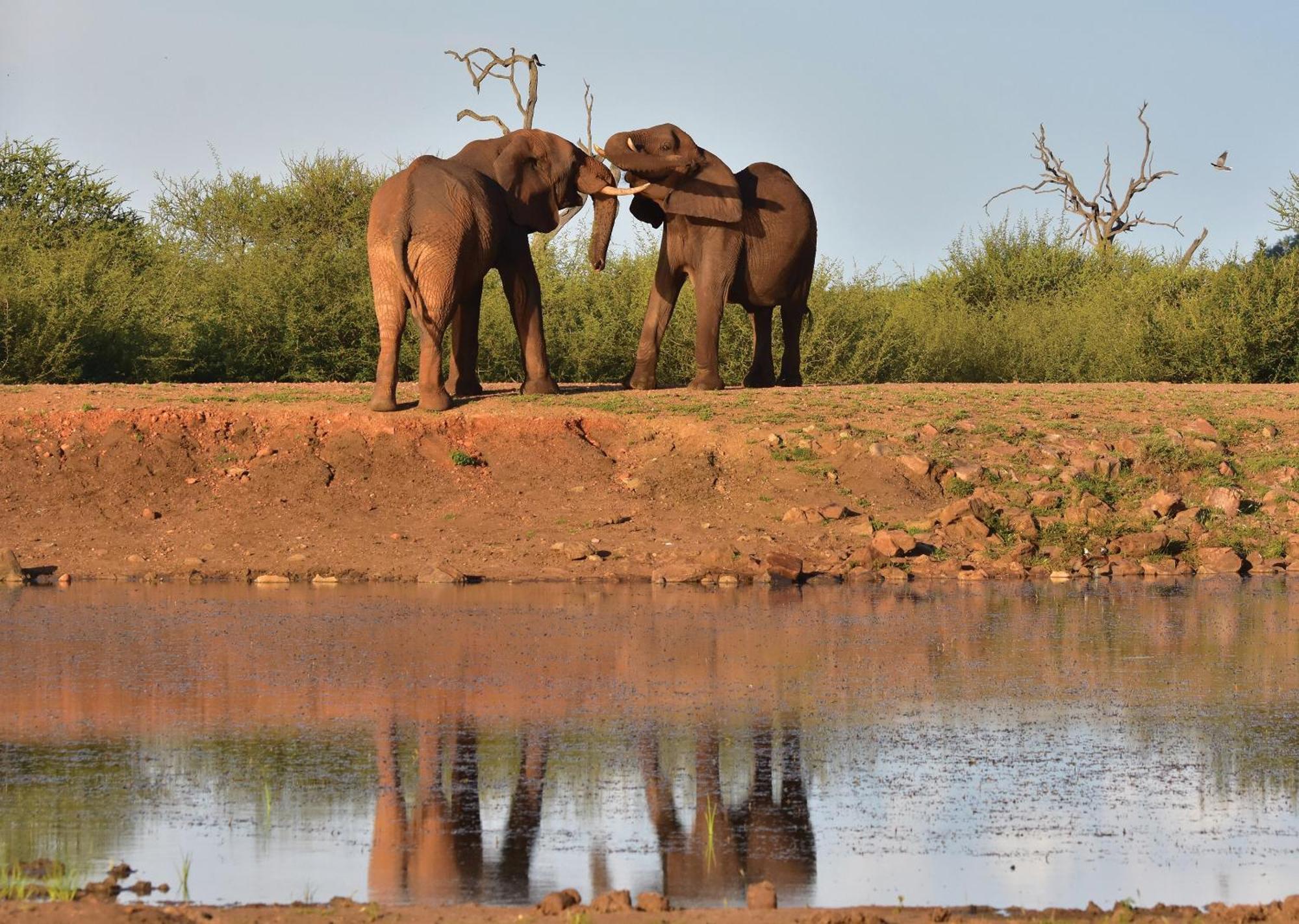 Madikwe River Lodge By Dream Resorts Madikwe Wildreservaat Buitenkant foto