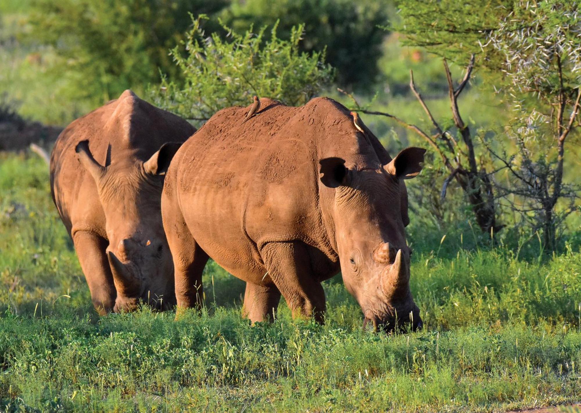 Madikwe River Lodge By Dream Resorts Madikwe Wildreservaat Buitenkant foto