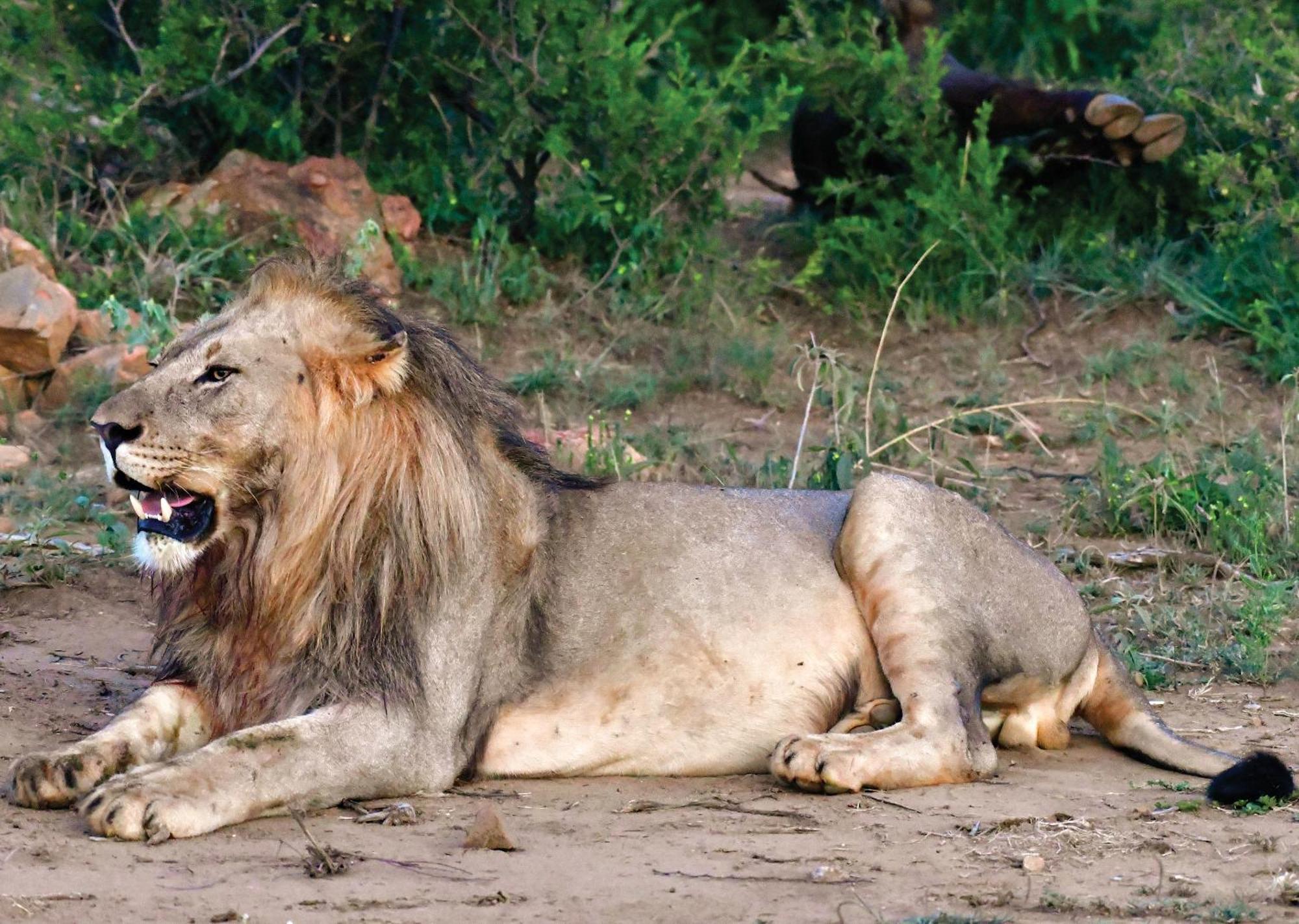 Madikwe River Lodge By Dream Resorts Madikwe Wildreservaat Buitenkant foto