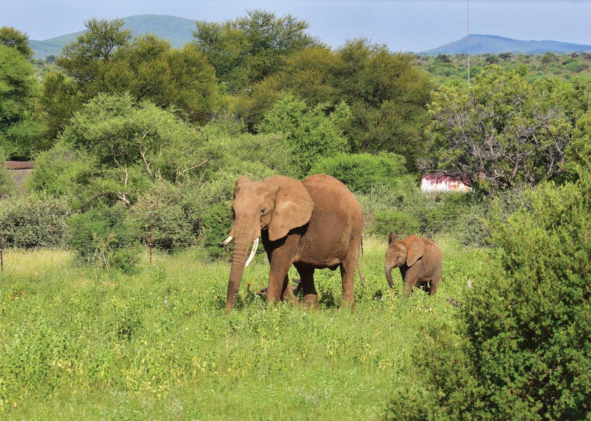 Madikwe River Lodge By Dream Resorts Madikwe Wildreservaat Buitenkant foto