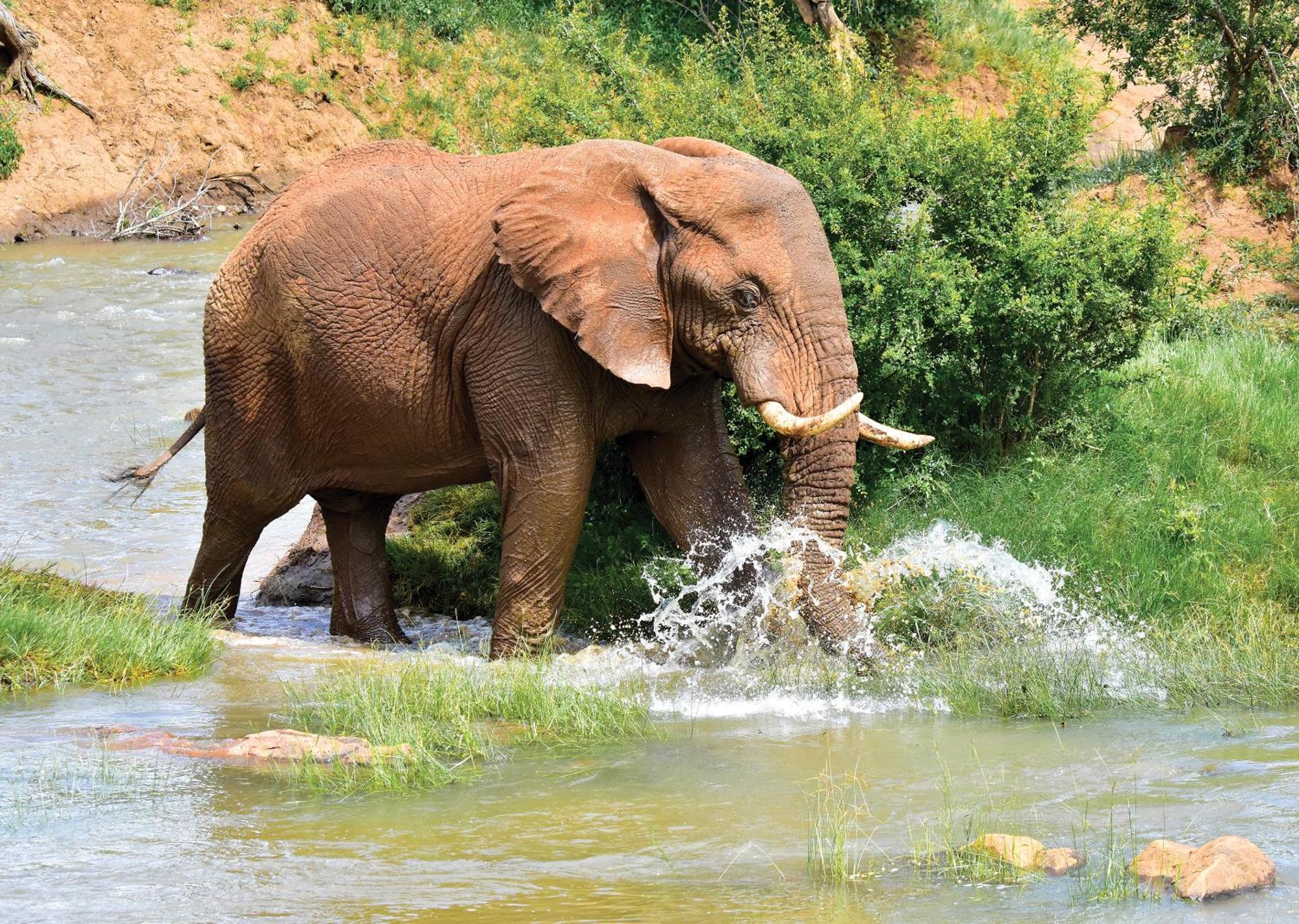 Madikwe River Lodge By Dream Resorts Madikwe Wildreservaat Buitenkant foto