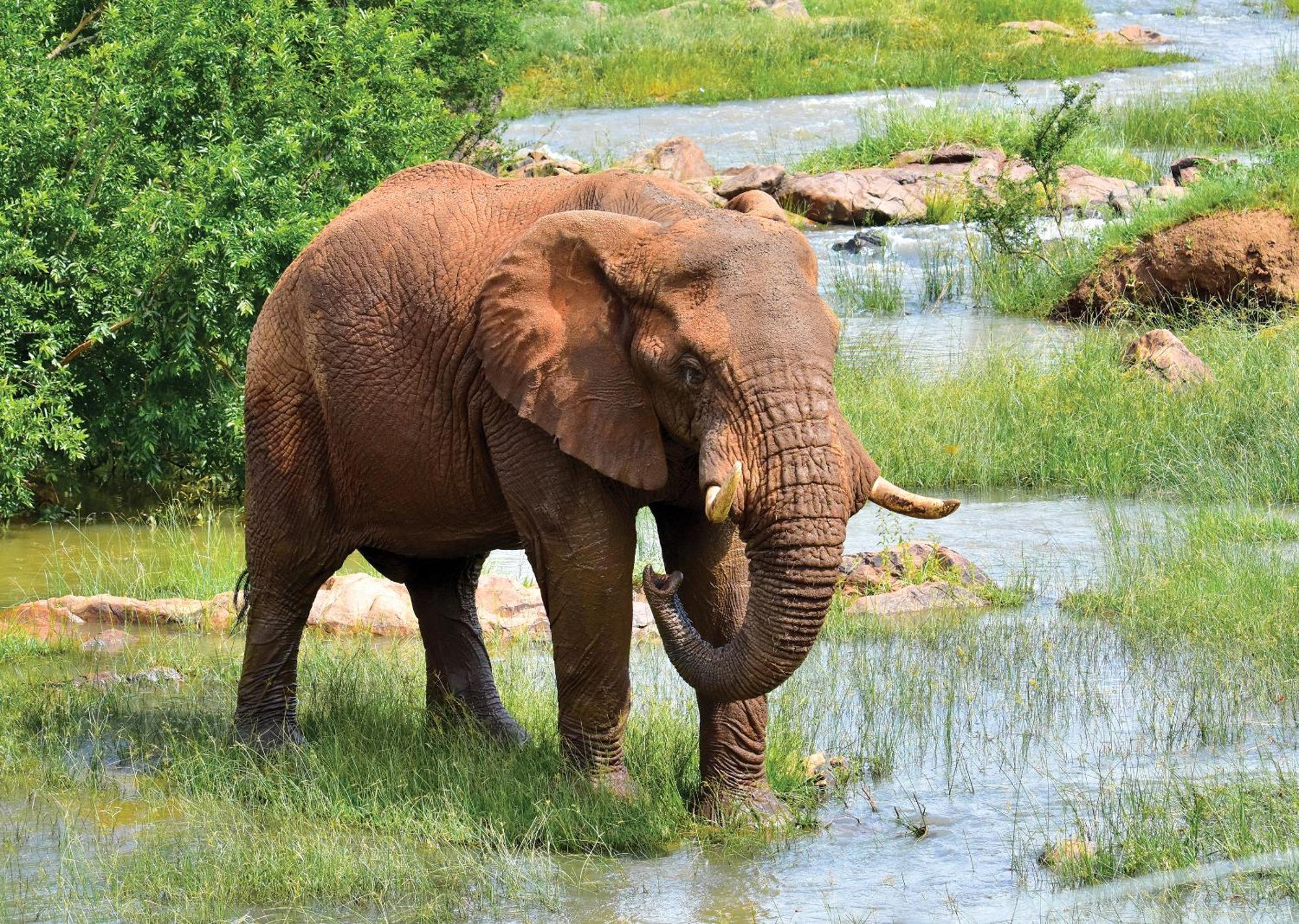 Madikwe River Lodge By Dream Resorts Madikwe Wildreservaat Buitenkant foto