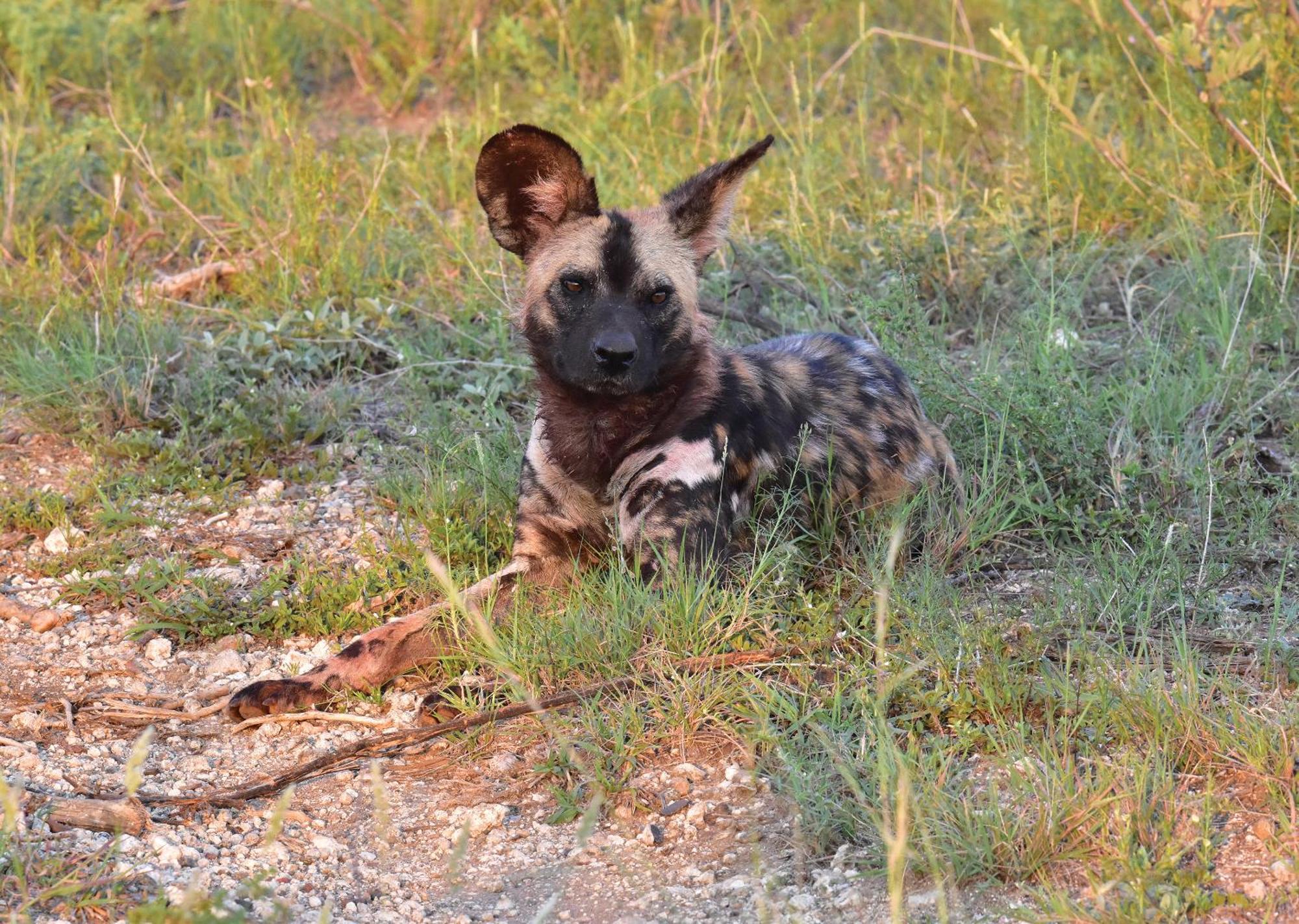 Madikwe River Lodge By Dream Resorts Madikwe Wildreservaat Buitenkant foto