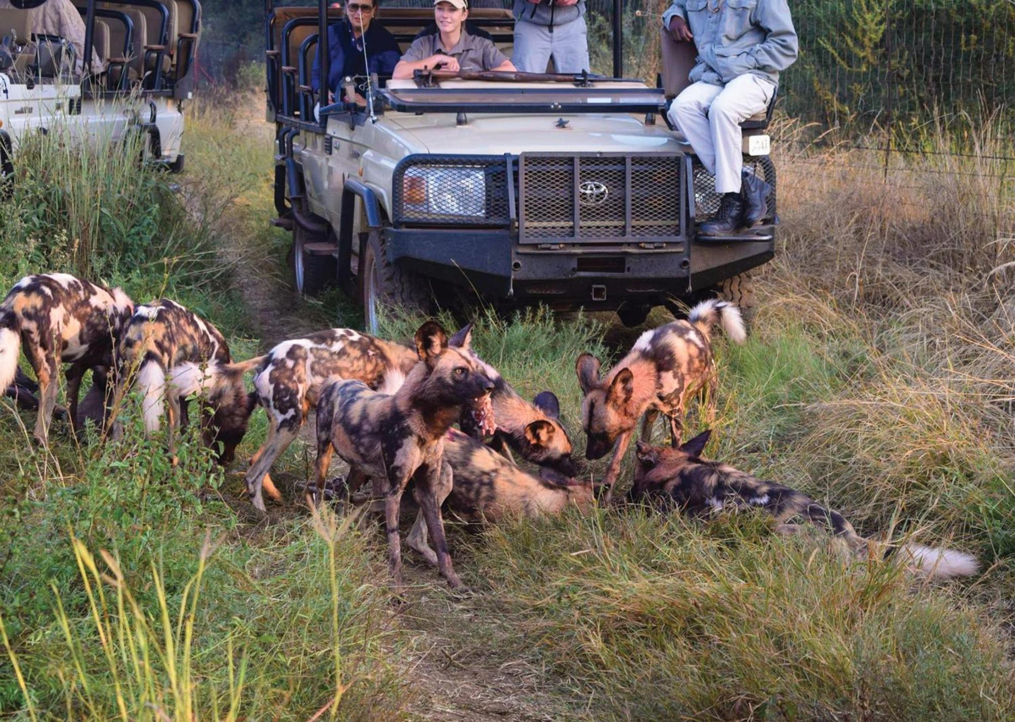 Madikwe River Lodge By Dream Resorts Madikwe Wildreservaat Buitenkant foto